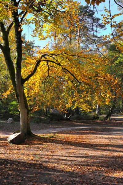 Méditation en Forêt de Fontainebleau